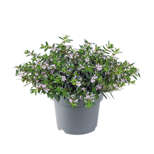 Afbeelding van EJ Cuphea P19 lavender